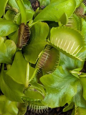 Güzel etobur bitki dokusu çok hoş bir arka plan.