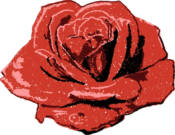 赤いバラの図面ベクトルEps — ストックベクタ
