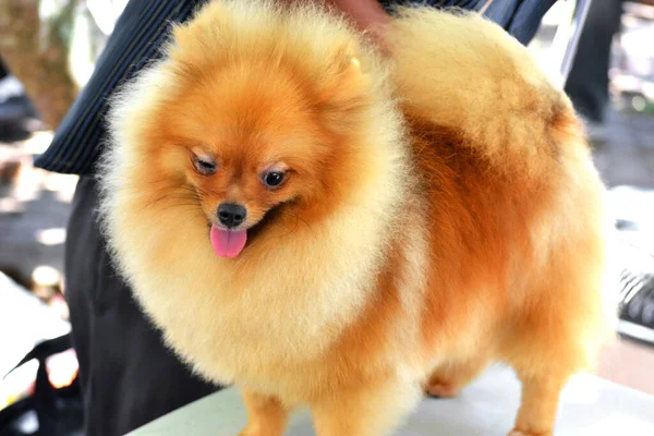 Cute Pomeranian dog with funny face expressions
