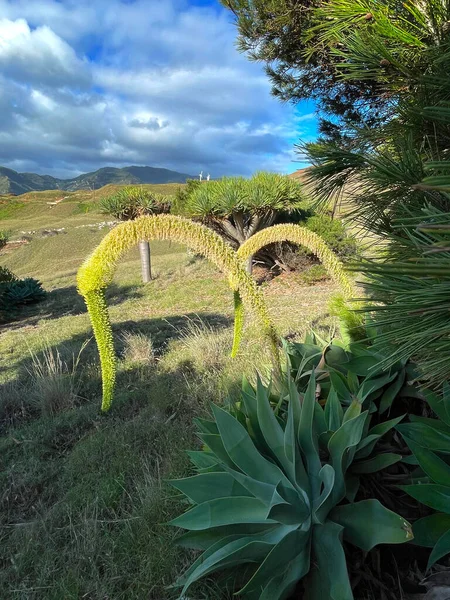 Cacti and agaves on the ocean coast .Agave against the backdrop of mountains and the ocean on Madeira Island..
