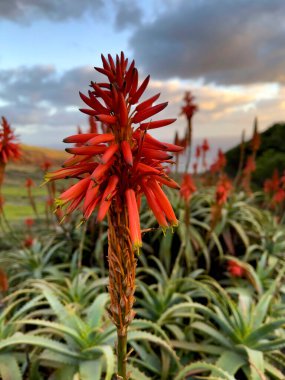 Portekiz, Madeira Adası 'ndaki Ocean yakınlarında Agave attenuata.