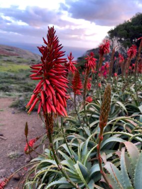 Portekiz, Madeira Adası 'ndaki Ocean yakınlarında Agave attenuata.