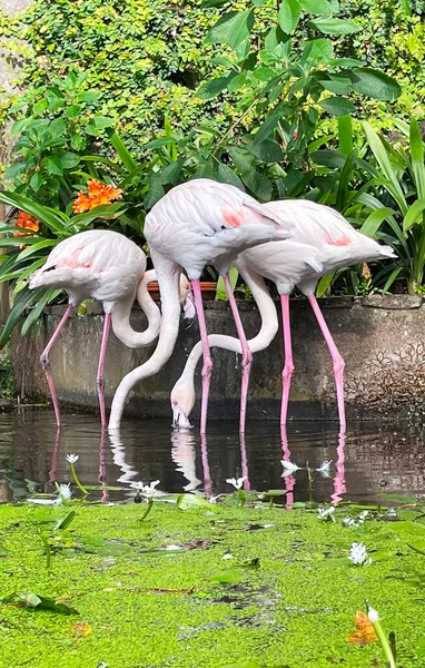 Trzy Białe Flamingi Parku Stawie — Zdjęcie stockowe