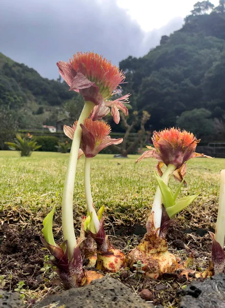 Grupo Flores Vermelhas Scadoxus Multiflorus Crescimento Jardim Tropical Livre — Fotografia de Stock