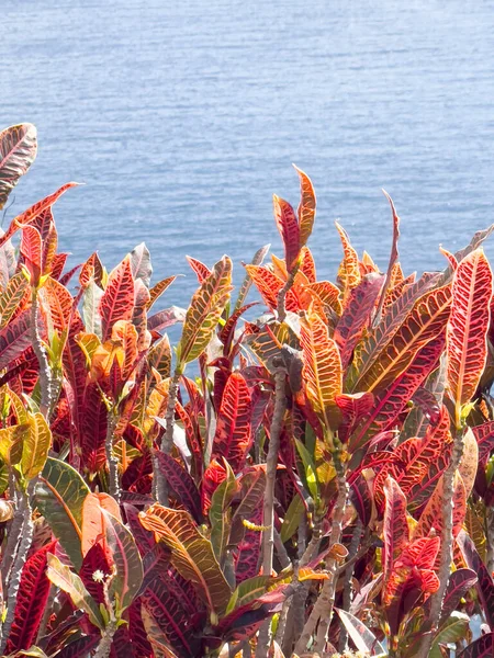 Foglie Colorate Del Croton Codiaeum Variegatum Sullo Sfondo Del Mare — Foto Stock