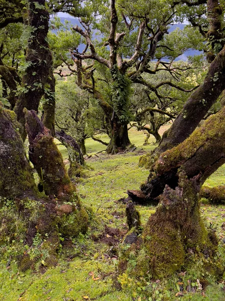 Laurel Trees Paul Serra Fanal Madeira Island Portugal Destination Touristique — Photo