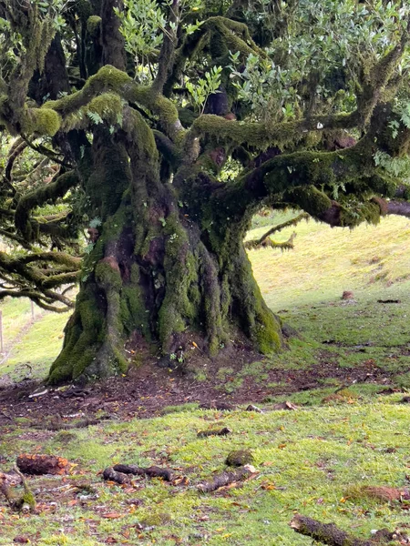 Laurel Trees Paul Serra Fanal Isola Madeira Portogallo Destinazione Turistica — Foto Stock