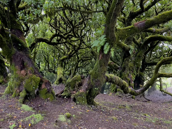 Laurel Trees Paul Serra Fanal Isola Madeira Portogallo Destinazione Turistica — Foto Stock