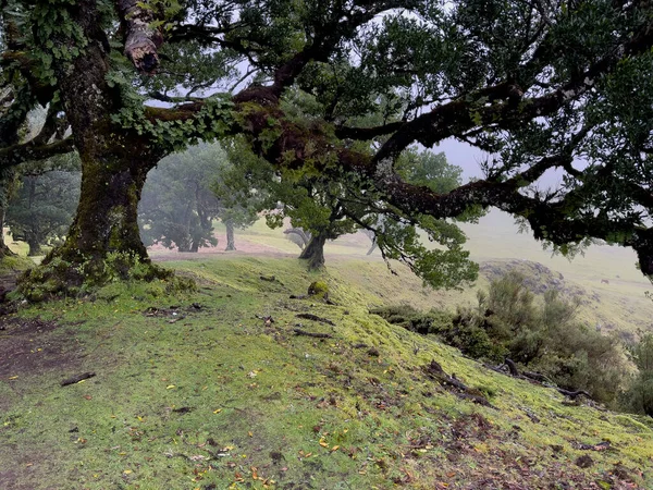 Laurel Trees Paul Serra Fanal Madeira Portugal Populaire Toeristische Bestemming — Stockfoto