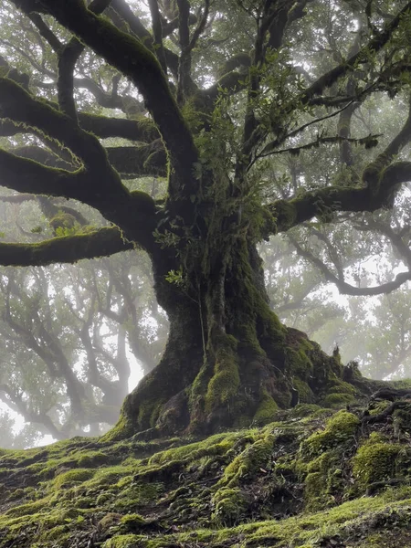 Árvores Louro Paul Serra Fanal Ilha Madeira Portugal Destino Turístico — Fotografia de Stock