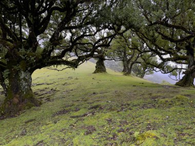 Paul da Serra 'daki Laurel ağaçları Fanal, Madeira Adası, Portekiz, Popüler Turizm Merkezi