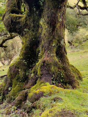 Paul da Serra 'daki Laurel ağaçları Fanal, Madeira Adası, Portekiz, Popüler Turizm Merkezi