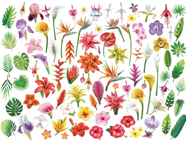 Set Tropischer Blumen Und Blätter Vektorillustration Stockvektor