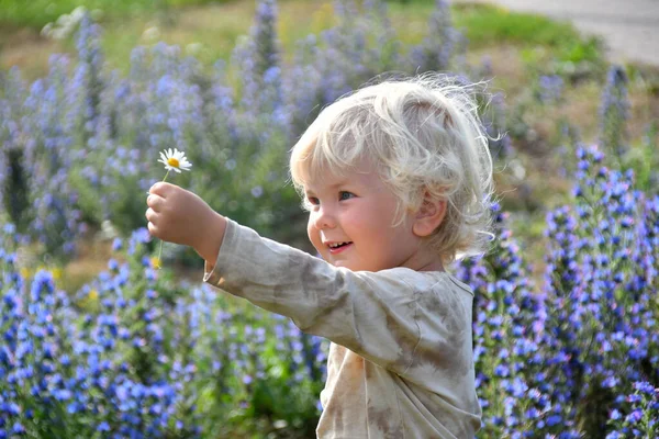 Outdoor Portrait Cute Blond Caucasian Little Boy Holding Daisy Flower — Stock Photo, Image