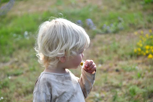 可愛いですブロンドCaucasian小さな男の子2 3歳開催デイジーでザ花のフィールド — ストック写真