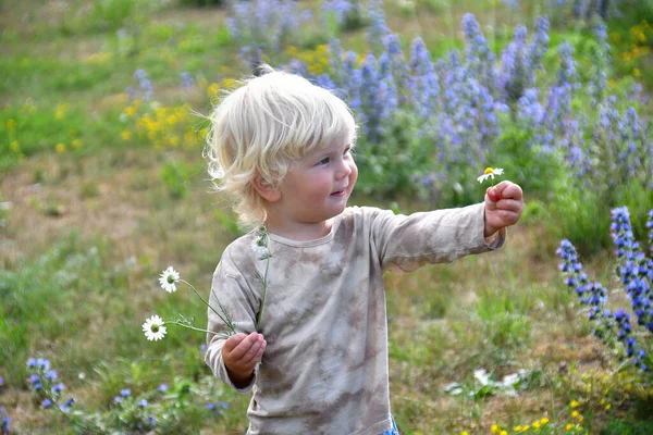 可愛いですブロンド白人の男の子2 3歳夏の日に花畑でデイジーを保持 — ストック写真