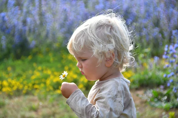 Outdoor Portrait Cute Blond Caucasian Little Boy Smelling Daisy Flower — Stock Photo, Image