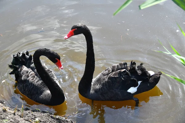 Par Cisnes Negros Nadando Estanque Imágenes De Stock Sin Royalties Gratis