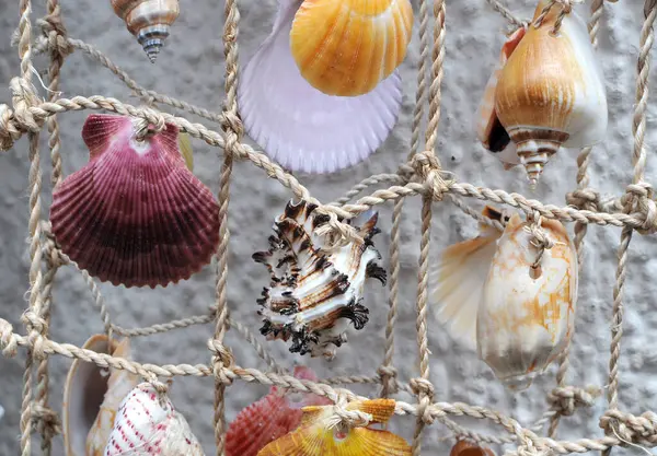Seashells Pendurado Cordas Para Decoração Cortina Decorativa Feita Conchas Mar Imagens De Bancos De Imagens