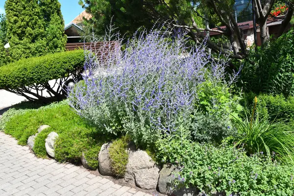 stock image Blooming Russian Sage - Perovskia atriplicifolia and  trimmed topiary bushes in the landscape garden