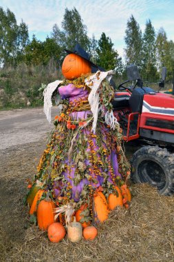 Litvanya 'da Cadılar Bayramı tatilinde balkabağı tarlasında komik bir korkuluk karşılaması.