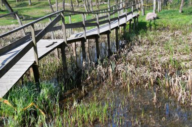 Bataklık boyunca uzanan tahta bir köprünün kalıntıları.