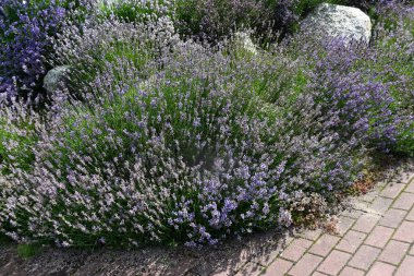 Bahçe yolu boyunca büyüyen lavanta çalıları güneşli bir yaz gününde doğal ortamda