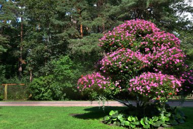 Pembe petunya çiçeklerinden yapılmış ağaç şekilli çiçeklerle süslenmiş çam yolu.