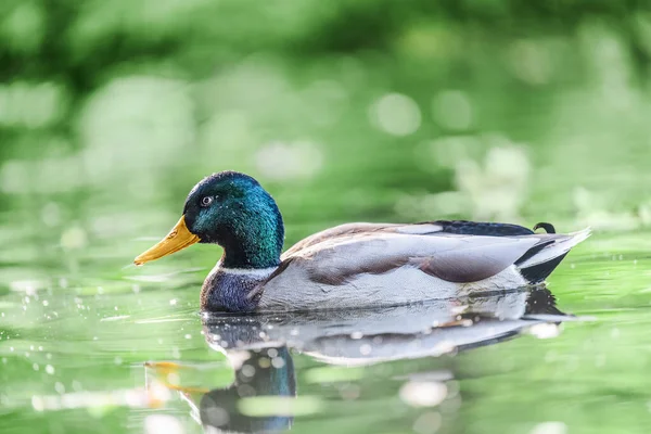 Mallard Duck Plavání Rybníku — Stock fotografie