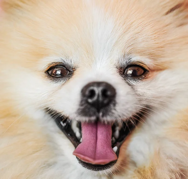 stock image cream sable orange pomeranian spitz adult dog.