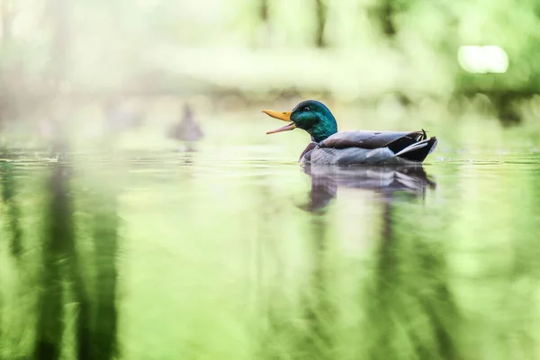 Mallard Duck Plavání Rybníku — Stock fotografie