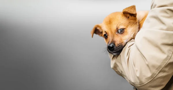 Cachorro Ruivo Nos Braços Uma Pessoa Retrato Cãozinho Fotos De Bancos De Imagens Sem Royalties