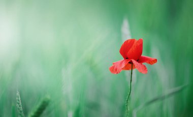 bright red poppy flower on green nature background.