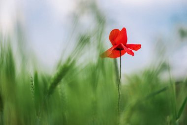 bright red poppy flower on blue sky ang green grass background.