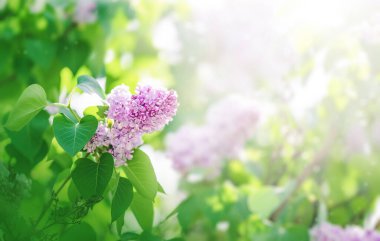 Blossoming pink and purple lilac branch background.