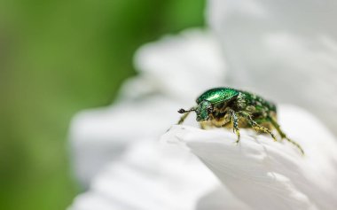 Cetonia aurata golden beetle on white peonies flower