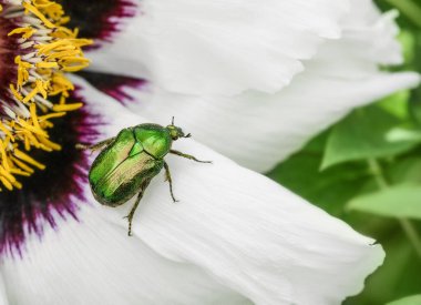 Cetonia aurata golden beetle on white peonies flower