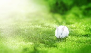 Cute little Easter rabbit in the meadow. Green grass under the sunbeams