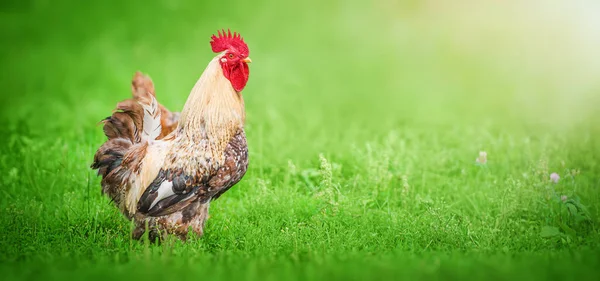 Beautiful Rooster Standing Grass Blurred Nature Green Background — стоковое фото