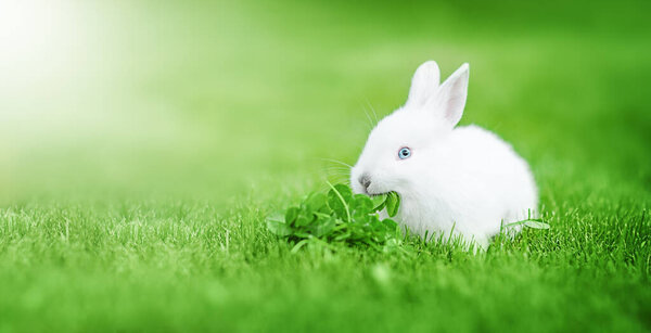 Cute little Easter bunny in the meadow. Green grass under the sunbeams