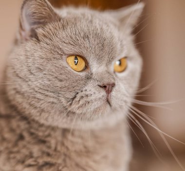 Portrait of British Shorthair cat with yellow eyes sits on a home background.
