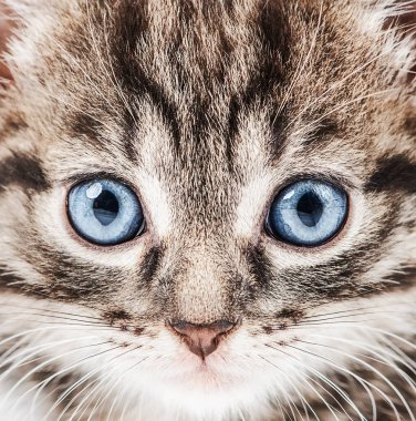 Portrait of a lovely little kitten with blue eyes looking at the world with interest.