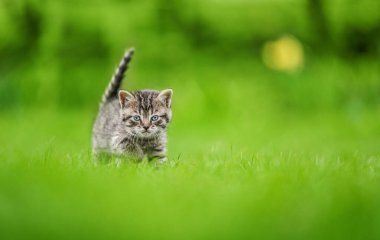 Cute tabby kitten on green grass background.