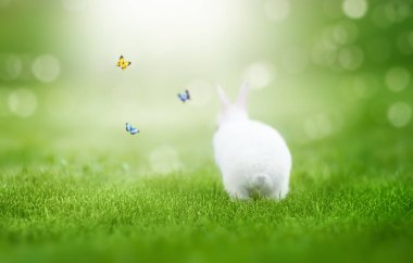 easter bunny with flying butterflies resting on a green grass nature background