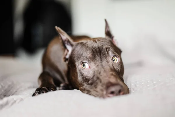 Pit Bull Dog Rests Bed Looks Cute His Eyes — Photo