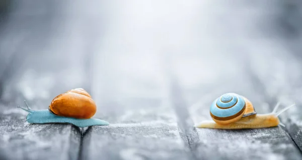 Two Snails Moving Away Each Other Wooden Background Social Distance — ストック写真