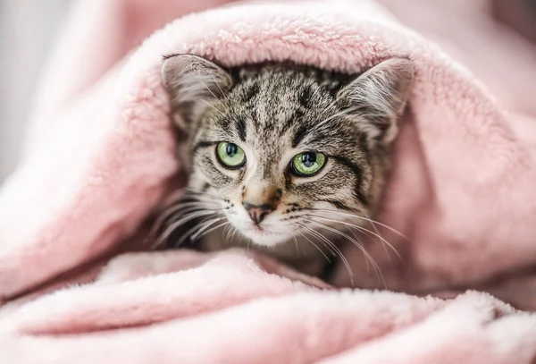 Cute Little Tabby Kitten Green Eyes Relaxing Pink Plaid — стоковое фото