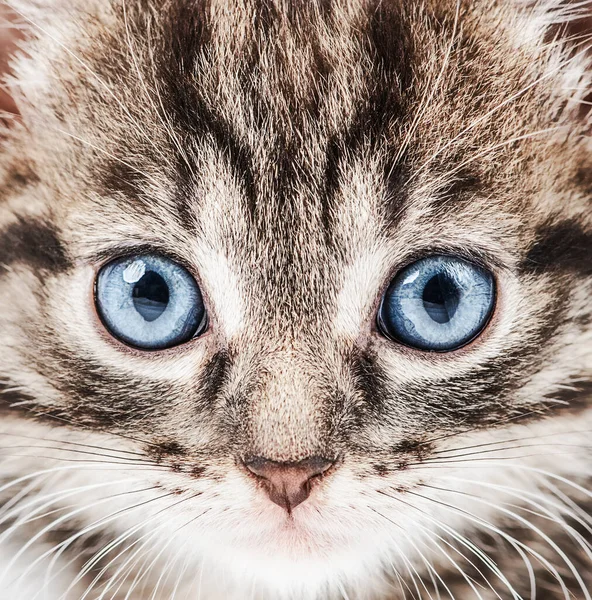 Retrato Gatito Encantador Con Ojos Azules Mirando Mundo Con Interés — Foto de Stock