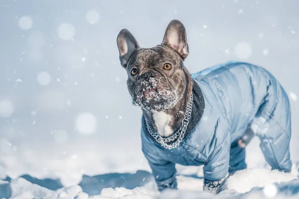 Active French Bulldog Dog Running Playing Snow Nature — Fotografia de Stock