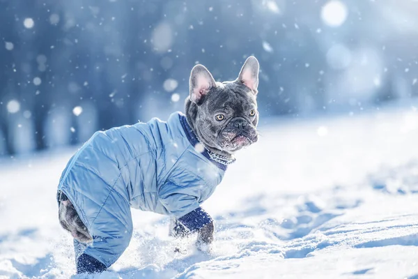 Active French Bulldog Dog Running Playing Snow Nature — Photo